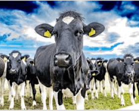 Dairy cows in a field