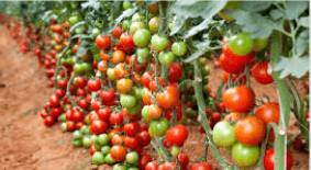 Tomatoes on the vine